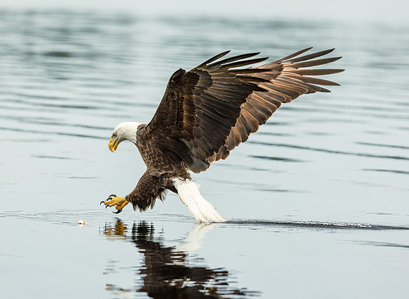 Stealing The Catch