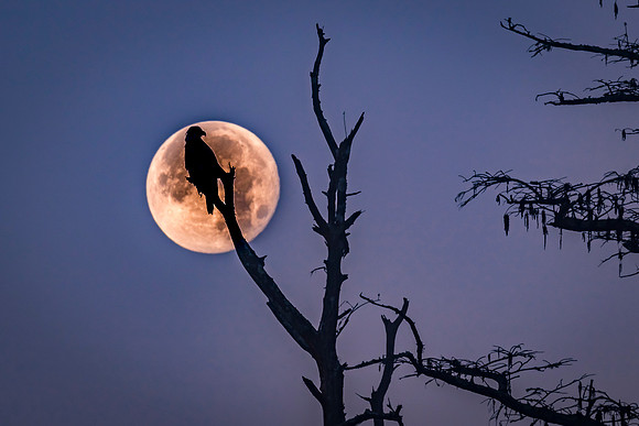 Eagle Moon Friday the 13th