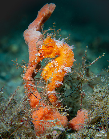 Longsnout Seahorse
