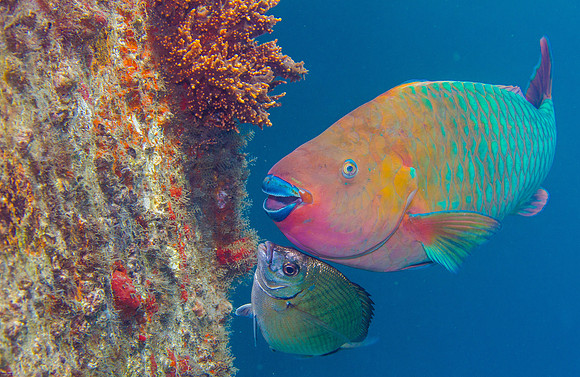 Parrot Fish
