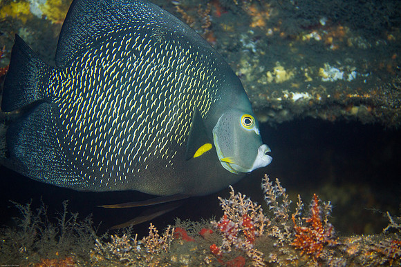 French Angelfish