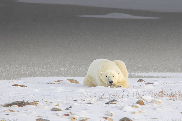 Lone Polar Bear - Hudson Bay