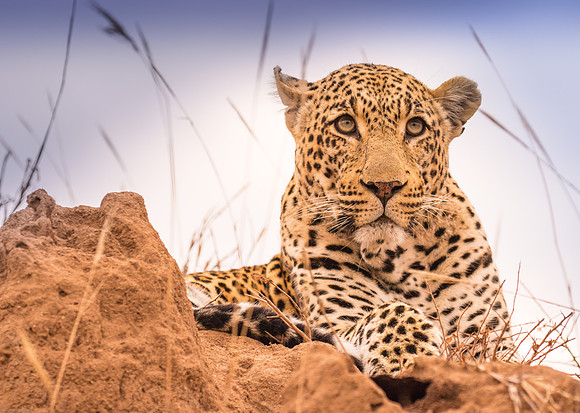 Leopard - Sabi Sands
