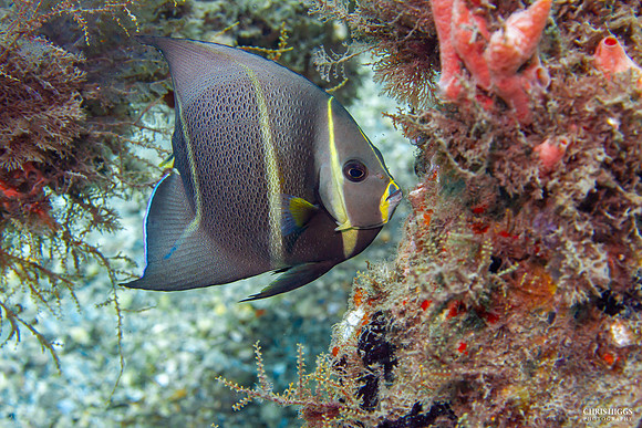 Juvenile French Angelfish -2