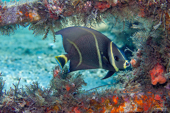 Juvenile French Angelfish 1