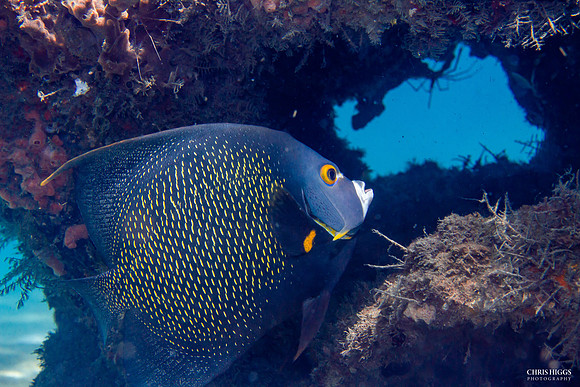 French Angelfish