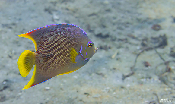 Juvenile Queen