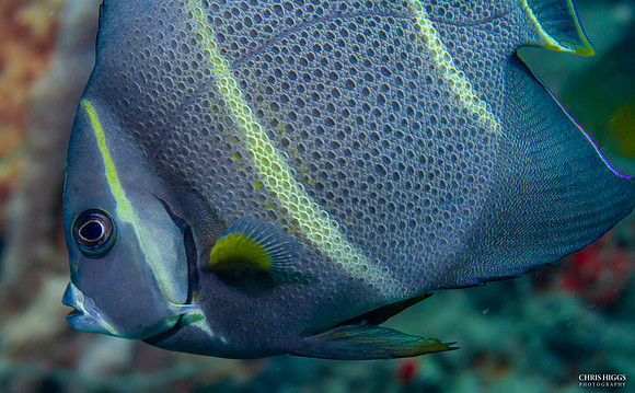 Juvenile French Angelfish 5