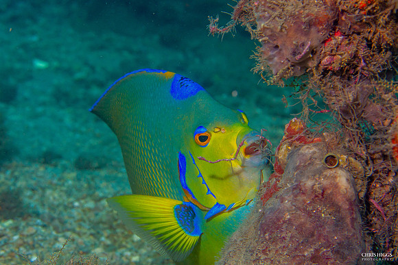 Yellow Angel Fish Florida - 1