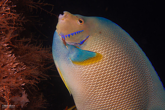 Yellow Angelfish