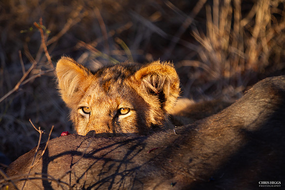 Lion Cub of Sabi Sands