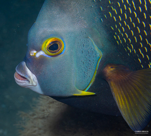 French Angelfish-3