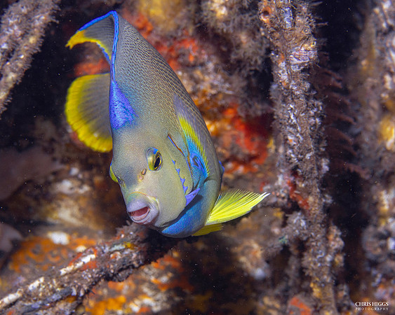 Queen Angelfish -4
