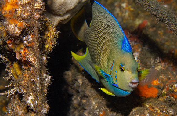 Queen Angelfish - 3