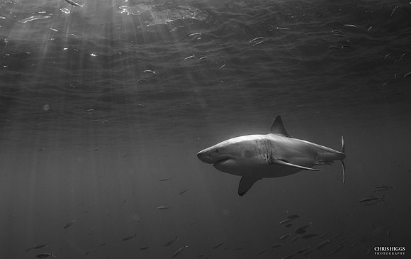 Jaws - 2