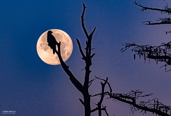 Bald Eagle Moon