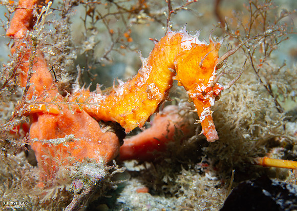 Longsnout Seahorse - 8