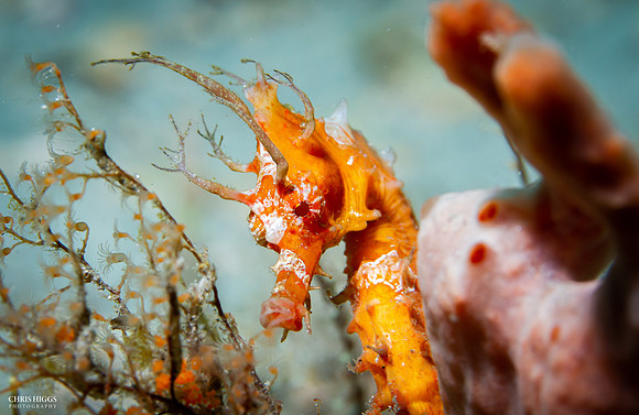 Lined Seahorse - 4