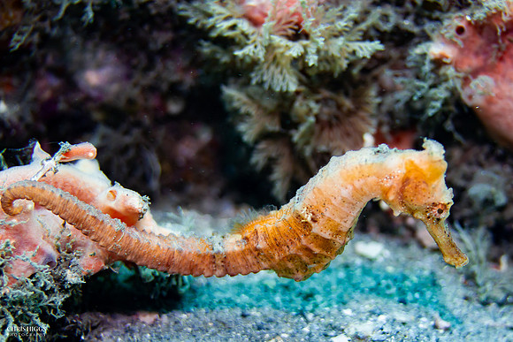 Longsnout Seahorse - 6