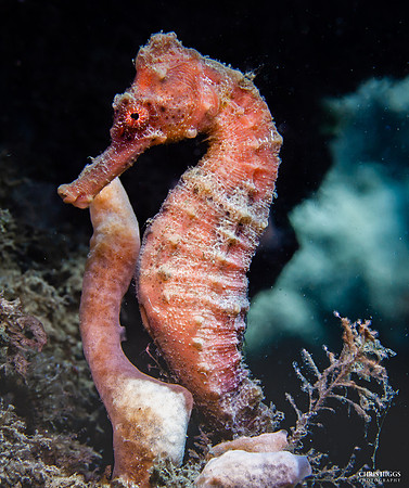 Longsnout Seahorse - 1