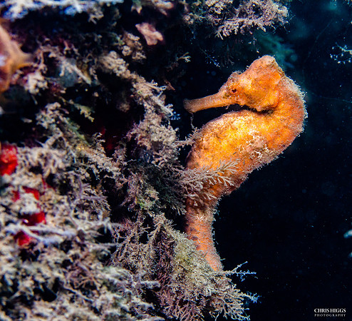 Longsnout Seahorse -3