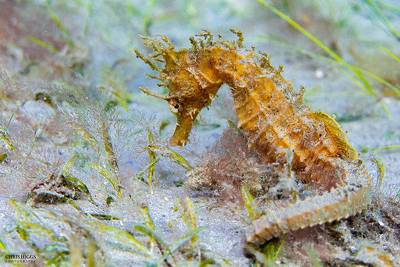 Lined Seahorse - 3