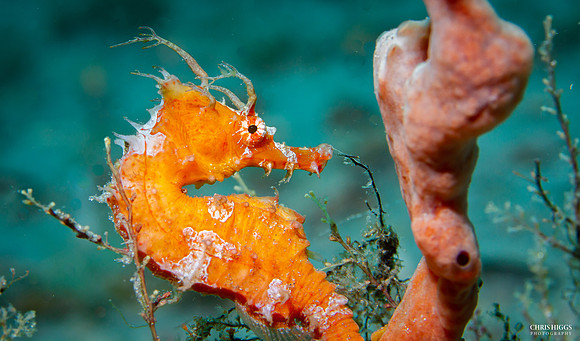 Lined Seahorse - 5
