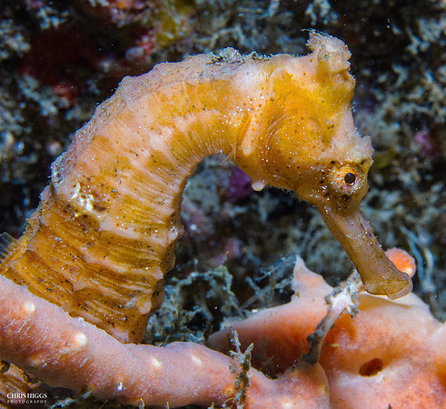 Longsnout Seahorse - 5