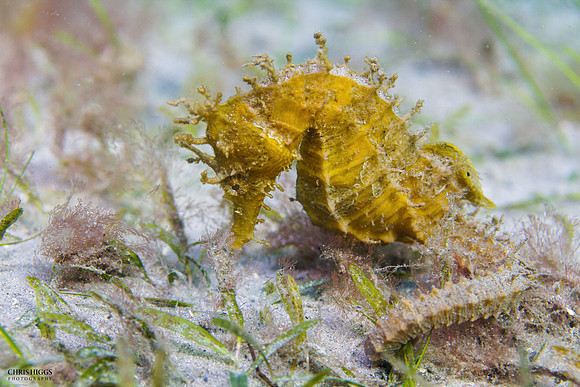 Lined Seahorse - 2