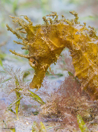 Lined Seahorse