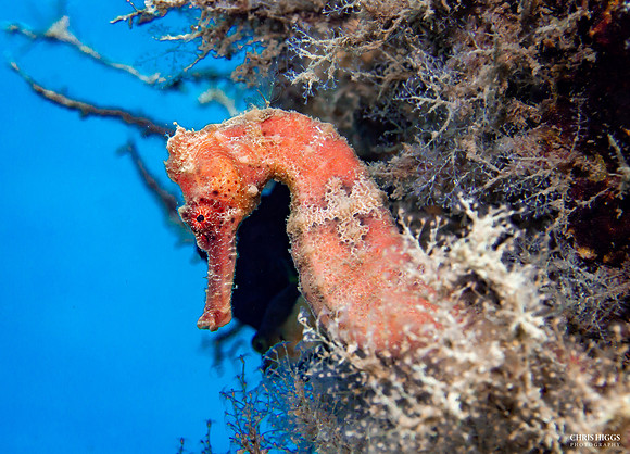 Longsnout Seahorse -10