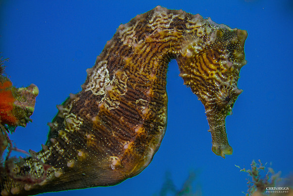 Lined Seahorse - 1