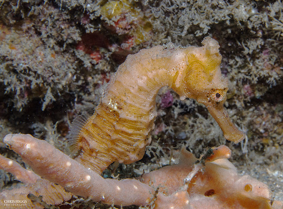 Longsnout Seahorse - 7