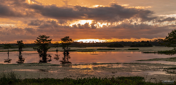 Orlando Wetlands Pano