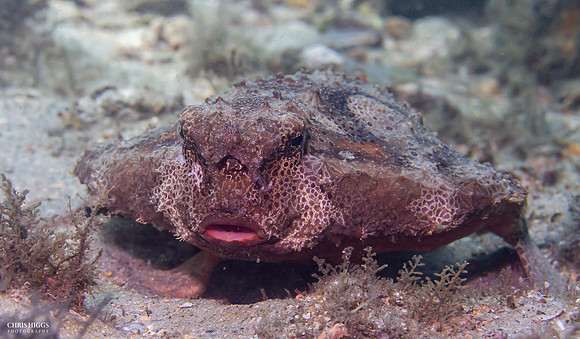 Shortnose Batfish - 1