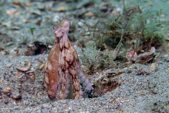 Octopus