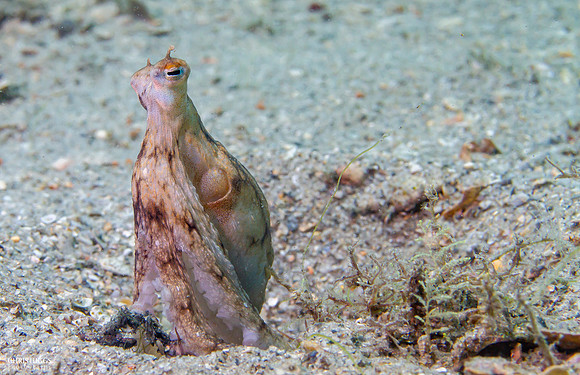 Octopus -2