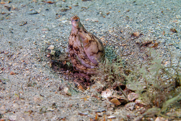 Atlantic Longarm Octopus - 1