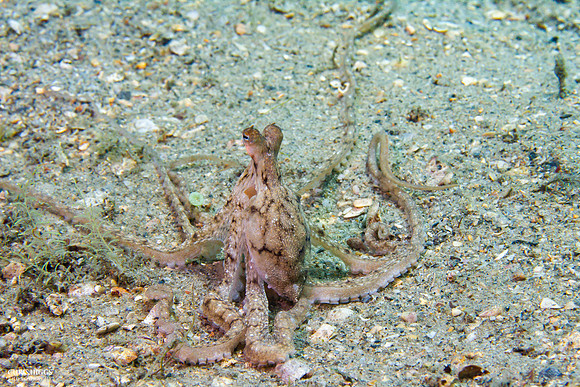 Atlantic Longarm Octopus - 4