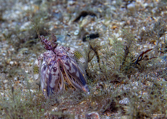 Scaly Tailed Mantis Shrimp (3)