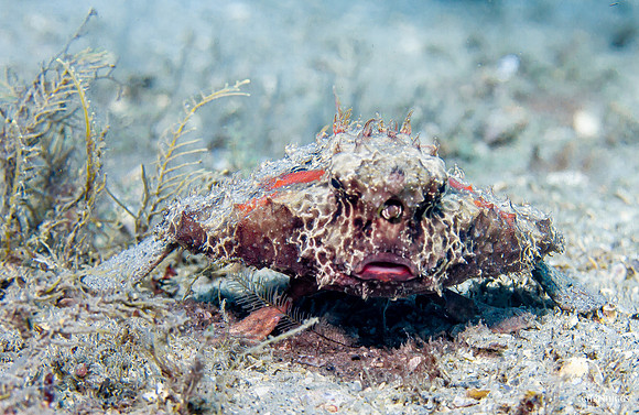 Shortnose Batfish - 8