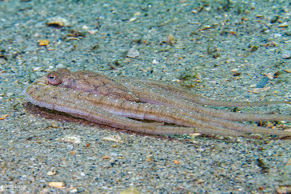 Atlantic Longarm Octopus