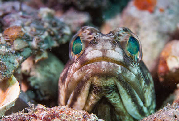 Banded Jawfish -2