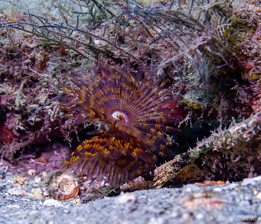 Magnificent Feather Duster