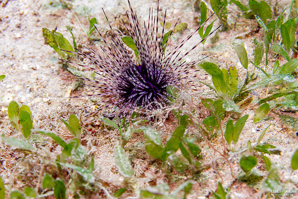 Magnificnet Urchin