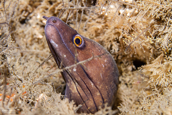 Purplemouth Moray Eel