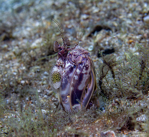 Scaly Tailed Mantis Shrimp (2)