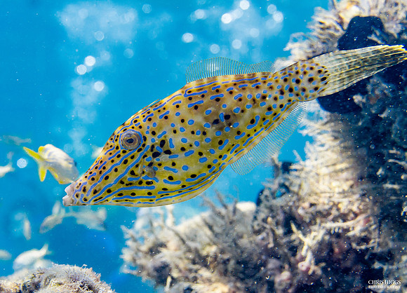 Scrawled Filefish