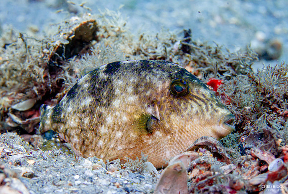 Spotted Filefish - 2
