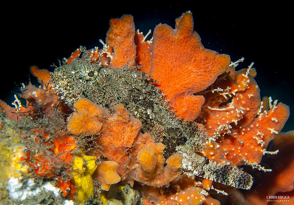Spotted Scorpionfish